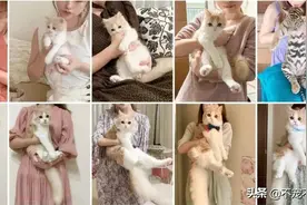 岛国妹子养的超萌小奶猫，几个月后变成巨兽了图片