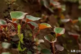 藏在山里的美食，云贵川的最爱——折耳根图片