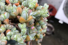 被碧玉莲惊喜到了，没想到碧玉莲淋了点雨水，叶片又鼓，又鲜艳图片