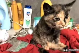 猫咪半身瘫痪，兽医建议安乐死，而猫却努力抓老鼠：主人我还有用图片