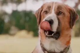 《极地守护犬》善良是一种本性，拿什么来拯救狗子的孤独？图片
