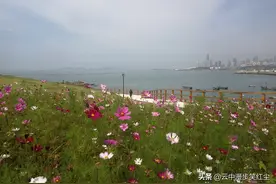 面朝大海，夏日花开图片