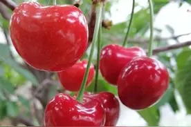 新品种樱桃苗“齐早樱桃苗”优质特早熟为你撑起一片甜图片