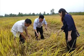 为何中国的粮食价格很高，但是农民却依然赚不了多少钱？图片