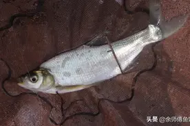 窝中有鱼但不咬钩的7个原因，高手总结图片