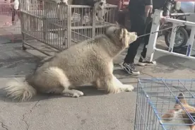 河南：狗狗在狗市无故被主人猛踹，却不敢反抗，要卖掉就这么狠心图片