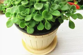 生活中常见的驱蚊花，就是这6种，家里养几盆，蚊子不进你家门图片
