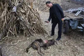 又是东北，黑龙江双鸭山饶河出现老虎，它实力有多强，咬人咋办？图片
