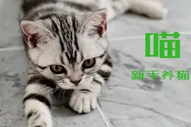 干货！你的第一只猫最好是这几种图片