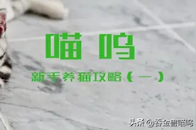 干货！你的第一只猫最好是这几种图片