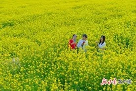 泾川刘家沟千亩油菜花田惊艳绽放！图片