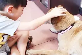 小男孩在跟狗狗诀别，这一番对话，让人看得不禁心酸落泪视频封面