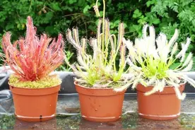 一些长相不寻常的植物，选这些品种就够了，在室内半阴处也能养图片