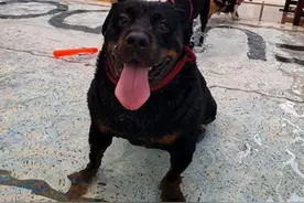 猛犬中的“深水炸弹”，60kg的护卫犬水中畅游，网评：很治愈图片