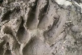 疫情期间神奇动物出没？公园边出现四个巨大爪印，英国居民有点慌图片