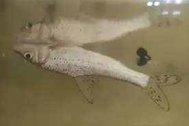 洛阳暴雨泄洪后，伊河希望桥下都是钓鱼人，收获罕见的花骨鱼图片