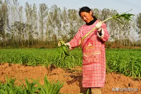 闲不住的农村妇女，不种庄稼不打工，有哪些挣钱好渠道？图片