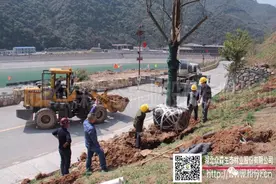 夏天起挖运输苗木尤其要做到这几点，否则直接影响成活率图片