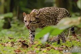 最萌猫科动物合集？网友：忍不住想喊一声“咪咪”图片