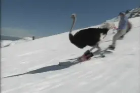 不玩滑雪，今年鄙视链你都进不去图片