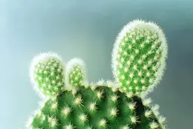 江湖流传着仙人掌可抗辐射的传说，却不知它更是一盆夜间“氧吧”图片