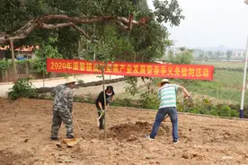 广西扶绥：渠黎镇开展澳洲坚果产业发展暨春季义务植树活动图片