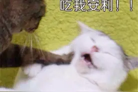 动漫推荐：《我想吃掉你的胰脏》一部被名字耽误的佳作，真的很棒图片