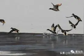 七里河的野鸭子图片