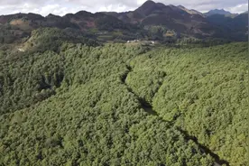 【丰收施甸】施甸：布朗山寨松果香 绿水青山成金山图片
