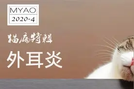 猫病特辑 | 外耳炎图片