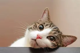 猫病特辑 | 外耳炎图片