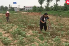 农村的旧自行车别扔，改造成锄头，看看效果怎么样图片