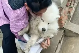 吉林一狗狗偷喝白酒，喝醉后小便失禁，网友：酒品很好，不乱咬人图片