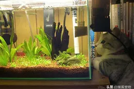 主人在水族箱里养鱼，猫咪每天都姿势销魂，看到最后网友坐不住图片