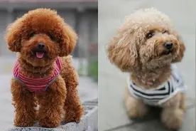 贵宾犬很容易患上这6种疾病，虽然不致命，但你也不能大意！图片