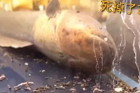 电鳗一动不动，投喂后瞬间恢复了生机，看了忍不住吐槽：好高明呀图片