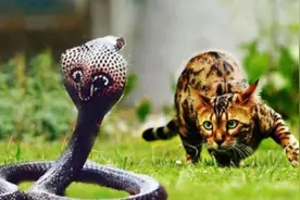 猫咪毒蛇干架，谁是赢家？惨烈大战，天昏地暗，流浪猫寻主四十八图片
