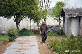 70岁大爷种地，蔬菜吃不完，看他为啥还吃“树叶”图片