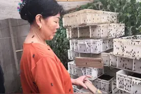 13位农村留守老人养殖黑水虻，每天吃掉10吨餐厨垃圾，如何挣钱？图片