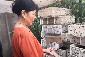 13位农村留守老人养殖黑水虻，每天吃掉10吨餐厨垃圾，如何挣钱？图片