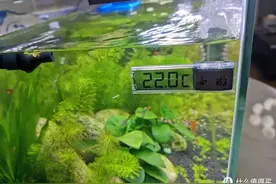 草缸100天，聊聊那些开缸初期需要注意的一些事情图片