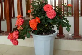 怕植物受冻、养不活？做好2点，冬季寒冷也不用担心花草受影响图片