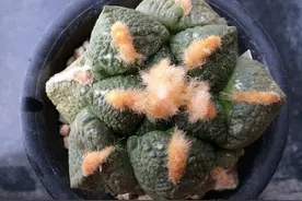 仙人球也可以很美艳，这些珍贵品种你有几盆？图片