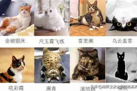 中华田园猫，是我国最受欢迎、最多人养的猫！图片