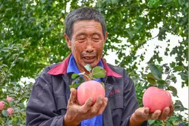 苹果一套一摘一年损耗1000多亿，山东果农免套袋增产20%，咋实现图片