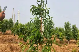 桃树冻后化控应区别对待图片