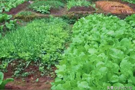 八月份这三种蔬菜赶紧种植，抓住时机不要落后，附加高产经验图片