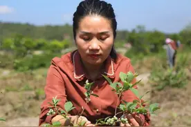蓝莓快熟了~ 龙岩这名女子成功种植百亩蓝莓基地图片