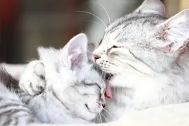 新手养猫一定要看这篇！最靠谱的15点新手养小猫攻略图片