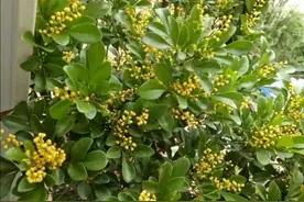 家里养的米兰花，只要给它做好这些细节，秋天也依然开花图片